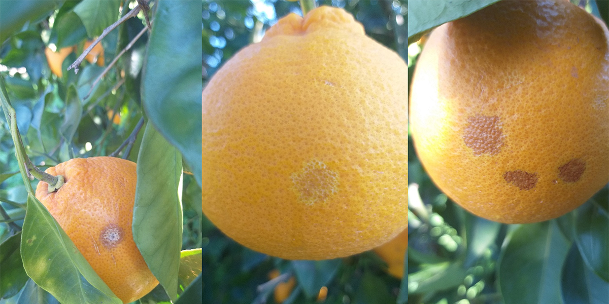 Agrumi, raccolti compromessi da Alternaria e Antracnosi: serve un cambio di passo